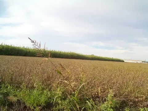 Ruta Prov 24 (Acceso Cargil) 100