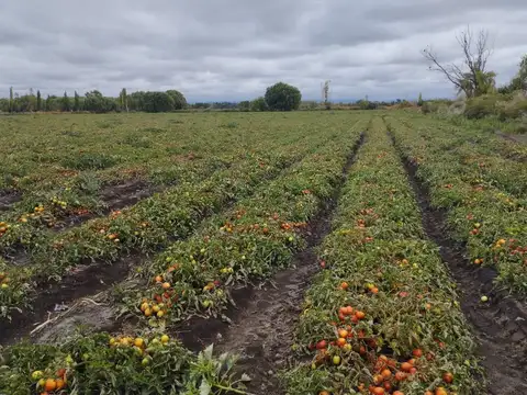 ALQUILER ANUAL CAMPO 16 HAS. SAN CARLOS