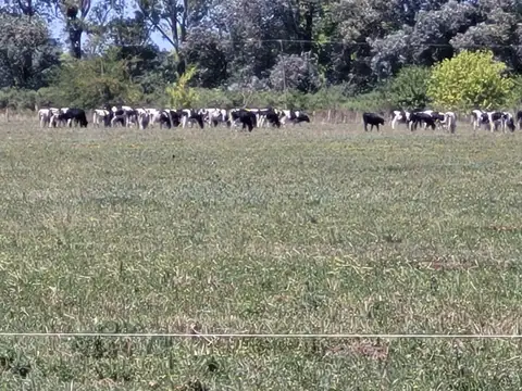 Campo en Venta de 70  ha