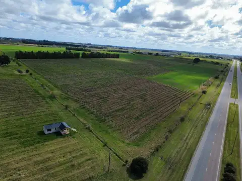 VENTA PREDIO RURAL 60 HÁS SOBRE RUTA 5