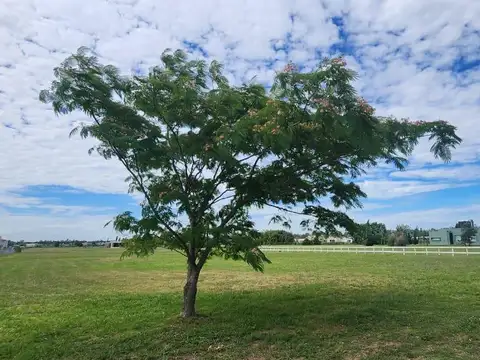 Terreno en Venta 56  mts Fondo