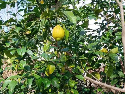 Arroyo Felicaria al 2000