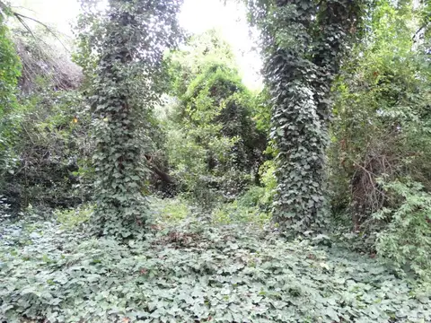 tijereta y tordo , Piso 0