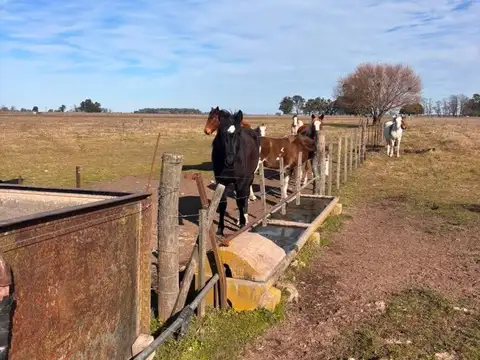 Venta Campo 5 hectáreas Croto Tapalque