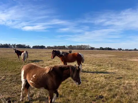 Venta Campo 5 hectáreas Croto Tapalque 
