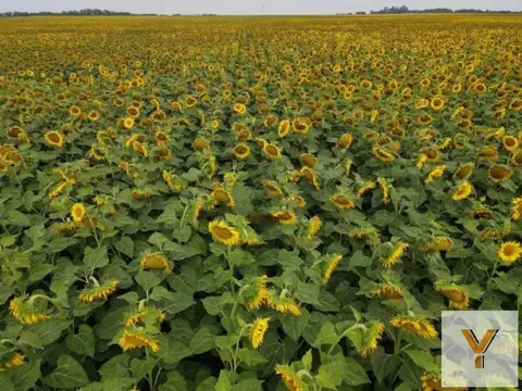 Campo en venta - 10.200.000Mts2 - Realicó