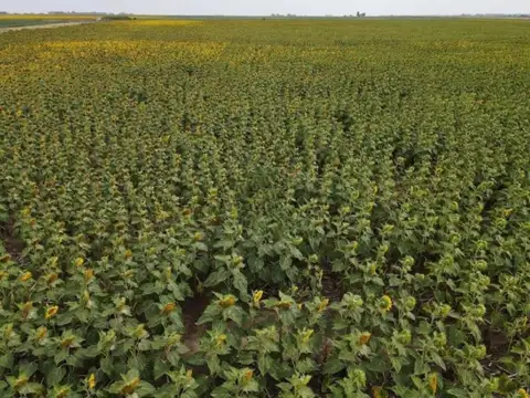 Campo en venta - 10.200.000Mts2 - Realicó