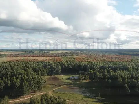 Campo En Venta, Concordia Entre Ríos, 56 Has forestadas.