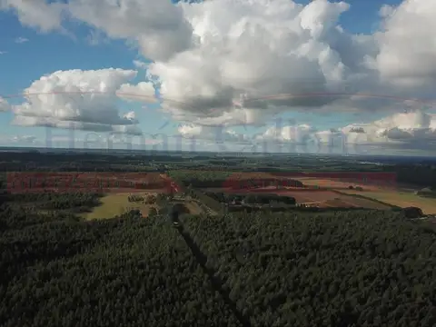 Campo en Venta Forestal