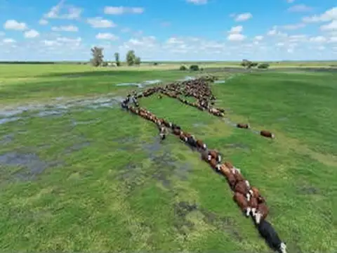 CAMPO ARROCERO  Y GANADERO