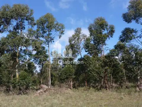 Colonia Argentina 50 100