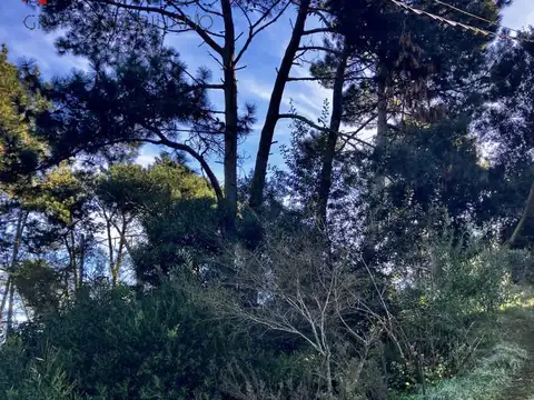 TERRENOS/FRACCIONES/LOTEOS - TERRENOS/FRACCIONES/LOTEOS - PINARES, PUNTA DEL ESTE