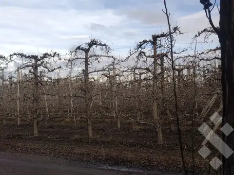 VENTA 11,7 HA CHACRA PRODUCTIVA sobre ruta 65 -Fernández Oro- Río Negro