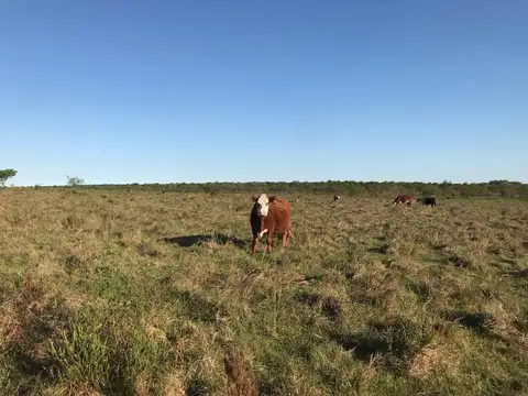 VENTA CAMPO AGRICOLA GANADERO SAN SALVADOR ENTRE RIOS