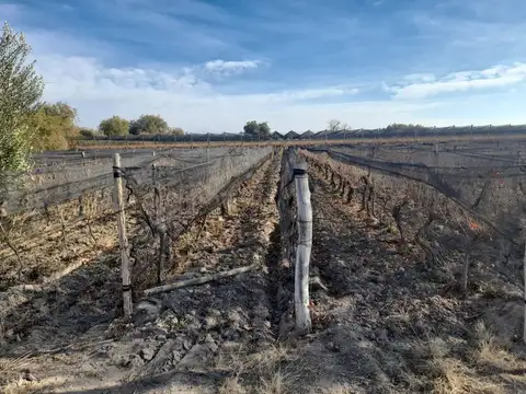 VENTA FINCA EL MARTILLO RIVADAVIA