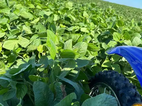 1500 ha - 100% Agricolas - Bandera - Sgo del estero