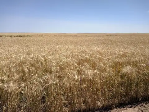 1500 ha - 100% agricola - Bandera - Sgo del Estero