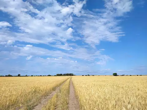 Se vende CAMPO mixto en Víctor Manuel II