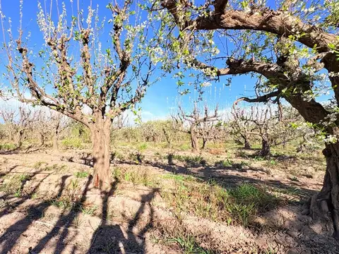 VENTA FINCA MAIPÚ