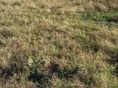 Campo - Esteban De Luca