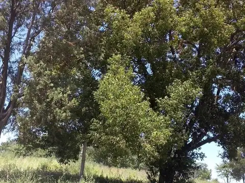 Terreno Campo  en Venta en Zarate Centro, Zárate, G.B.A. Zona Norte