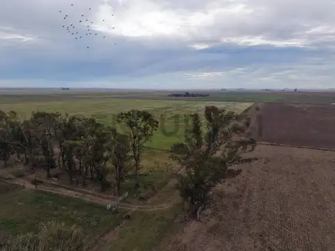 CAMPO 310 ha MIXTAS - EN VENTA ! AGRICOLA / GANADERO - ZONA NÚCLEO