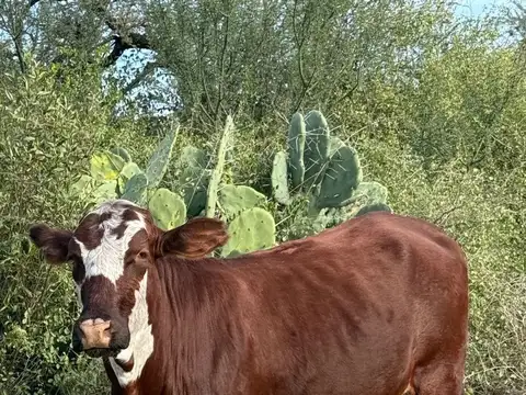 Publica