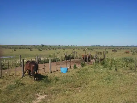 Campo en Venta Agrícola