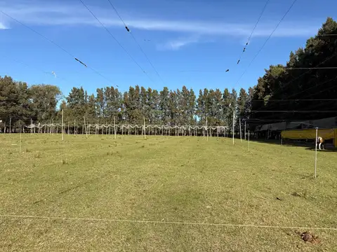 Cardales 100