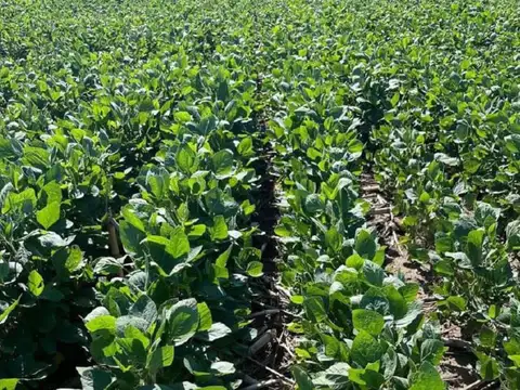 Campo en venta - 6.900.000Mts2 - Pergamino