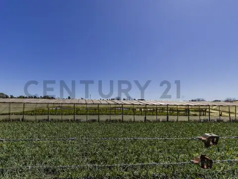 FRACCION DE TIERRA EN VENTA EN ABASTO LA PLATA