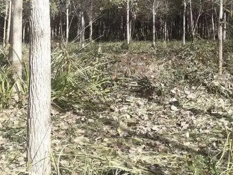 Rio o Arroyo Paraná Miní 87 ha. La Alameda 100