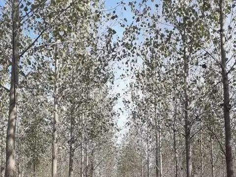 Casa Campo  en Venta en Parana Miní, Zona Delta, San Fernando