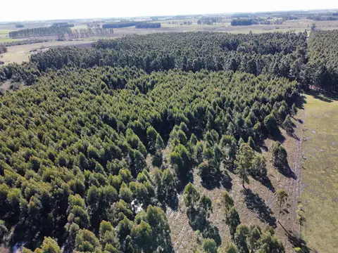 40 has Dpto Uruguay Forestal