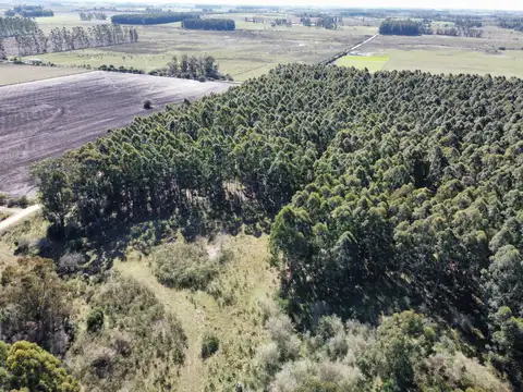 40 has Dpto Uruguay Forestal