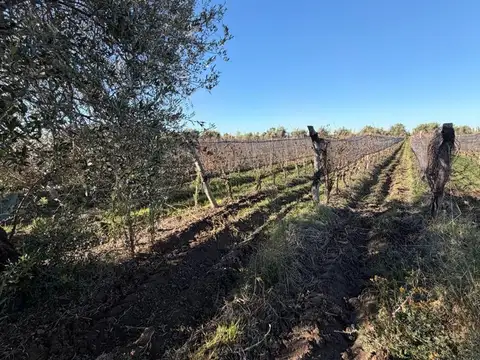 FINCA EN PRODUCCIÓN JUNÍN MENDOZA