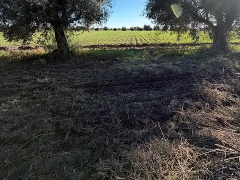 FINCA EN PRODUCCIÓN JUNÍN MENDOZA