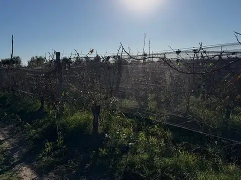 FINCA EN PRODUCCIÓN JUNÍN MENDOZA