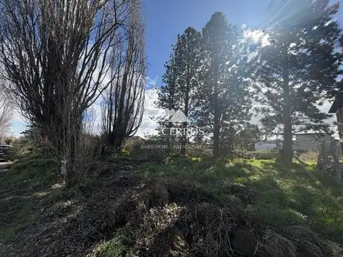 Los Prunus y Los Tulipanes