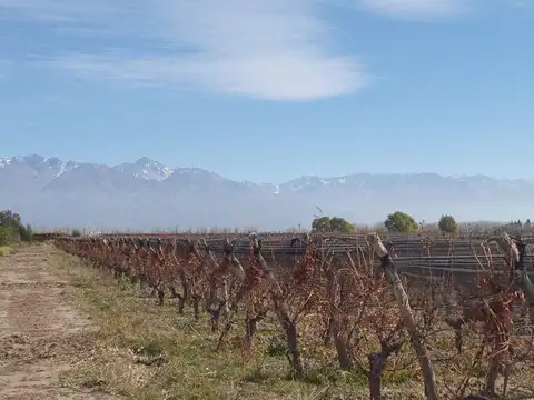Viñedo 4.7 has en Venta en San Carlos Valle de Uco