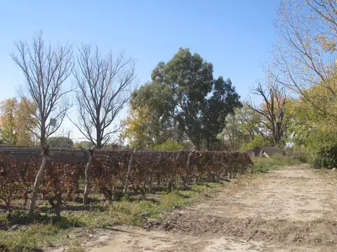 Viñedo 4.7 has en Venta en San Carlos Valle de Uco