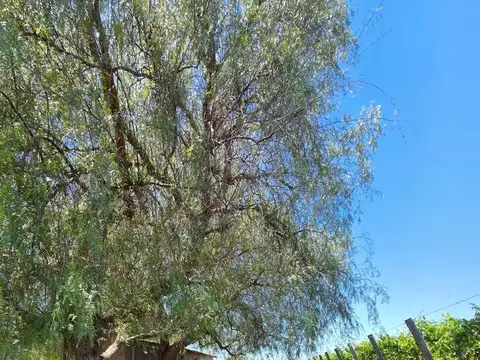 VENDE HILERAS DE VIÑA