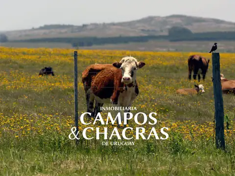 Campo en venta en Tacuarembó de 670 hectáreas.