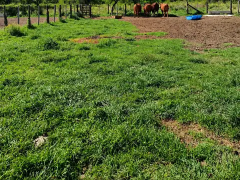 Campo ganadero - alejandra, dpto. san javier