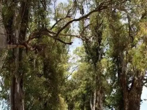 Villa de Campo - Los Tres Pinos