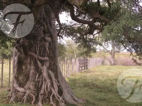 Campo mixto en venta - 2.270 ha en Corrientes con gran potencial productivo