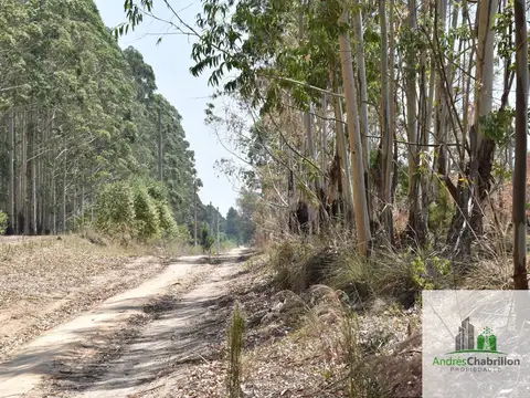 Virgen De Fatima 4800