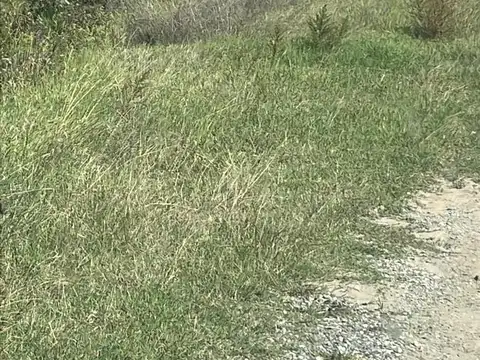 Campo en venta 66 ha - diaz