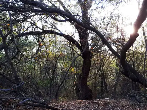 Terreno en Venta de 6000,0 m2