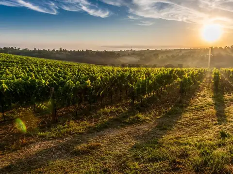 Cortaderas